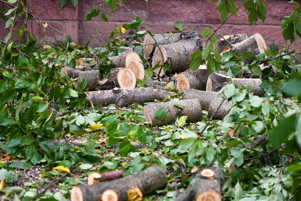 Photo of Logging and Forestry