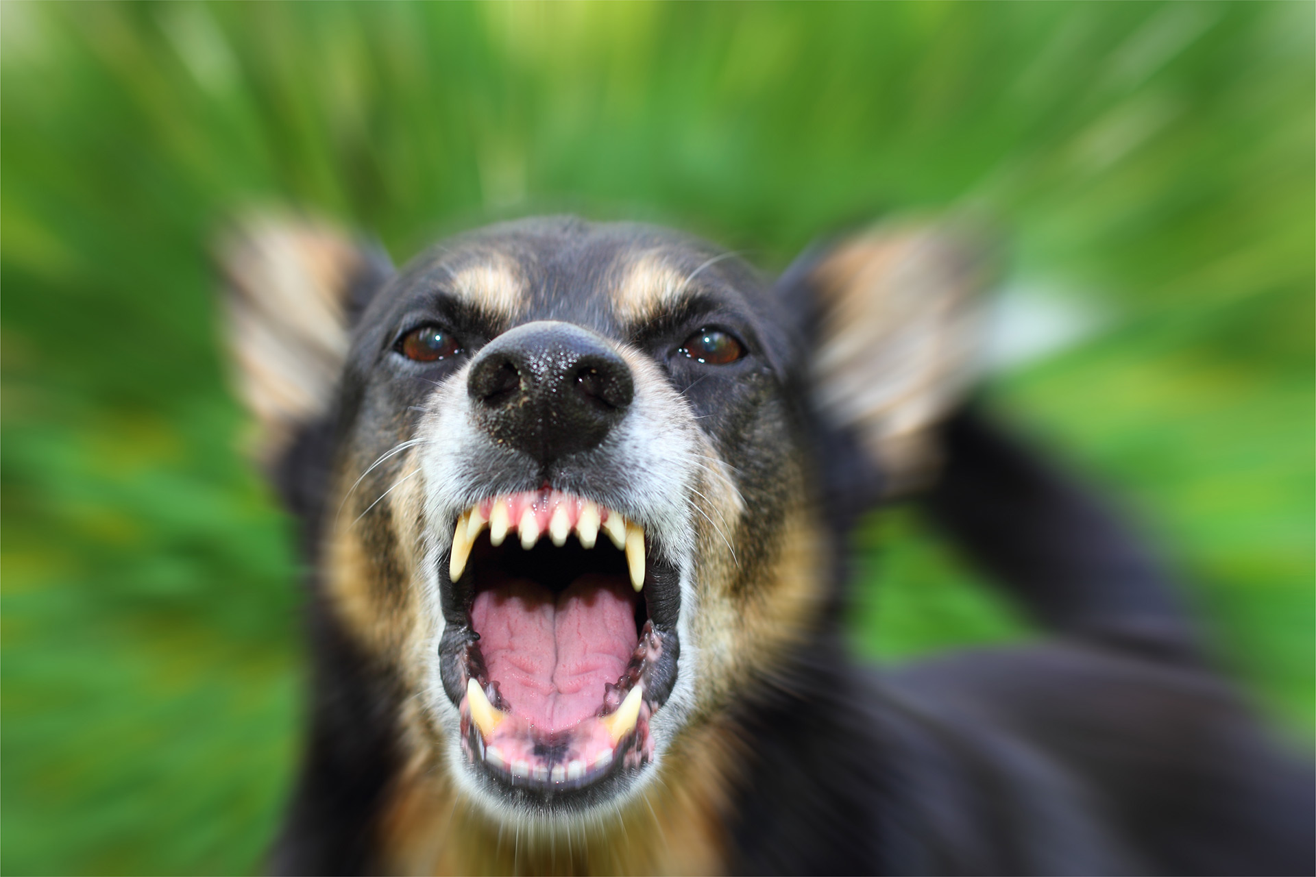 dog-bite-injury